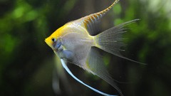 Yellow Animals fish aquarium amazon angelfish