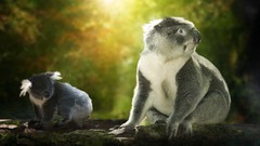 Yellow Animals Green Bears koalas baby animals