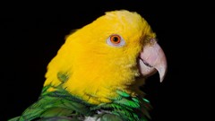 Yellow Animals Green Birds Parrots black background