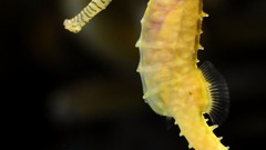 Yellow Animals seahorses