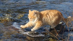 Yellow Animals water cats orange rocks rivers pets