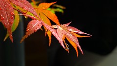 Yellow autumn close-up water drops