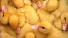 Yellow Birds Ducks duckling baby birds