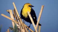 Yellow blackbird