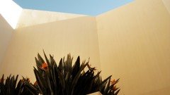 Yellow bright Plants architecture sunlight