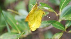 Yellow Butterflies Green