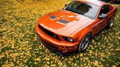 Yellow carpet cars attila luxury sport cars