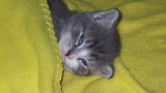 Yellow cats blue eyes