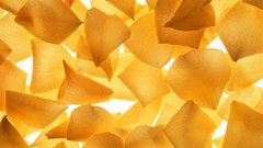 Yellow close-up flower petals