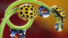 Yellow drops insects