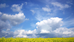 Yellow field Plants Flowers