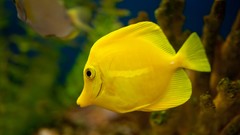 Yellow fish