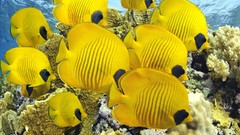 Yellow fish