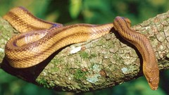 Yellow Florida southern Rats