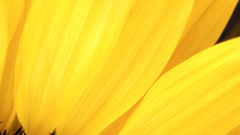 Yellow flower close-up