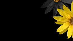 yellow flowers black background Flowers digital art yellow