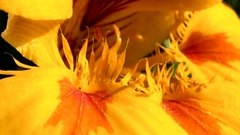 Yellow Flowers blossom flower