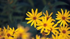 Yellow flowers Daisy Flowers