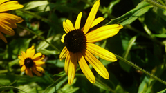 Yellow Flowers flower