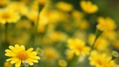 Yellow Flowers flower