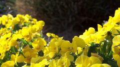 Yellow Flowers high multiple