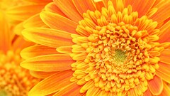 yellow flowers macro Flowers Daisies