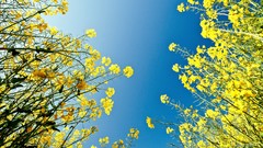 Yellow flowers skyscapes