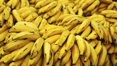 Yellow fruits bananas