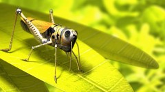 Yellow grasshopper 3d