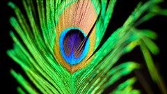 Yellow Green feathers Peacocks