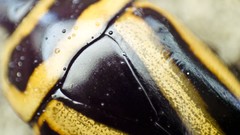 Yellow insects Beetles Bug