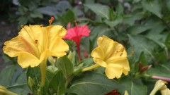 Yellow iran Amin Peyrovi Xperia mini