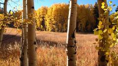 Yellow kein problem Don