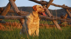 Yellow labrador retriever