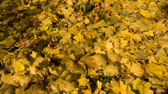 Yellow leaves fallen