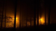 Yellow lights monochrome forests