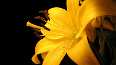 Yellow lilly geltonoji lilija