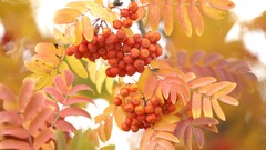 Yellow Mountains Berries ash golden