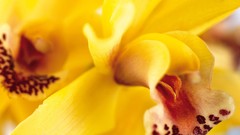 Yellow orange abstract