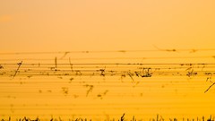 Yellow orange abstract