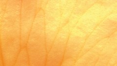 Yellow orange abstract funny