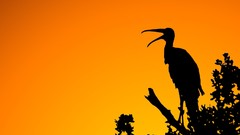 Yellow orange abstract funny