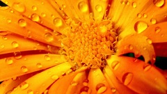 Yellow orange colors sun