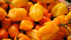 Yellow orange food peppers
