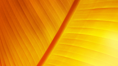 Yellow orange leaves NERV