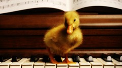 Yellow piano duckling baby birds