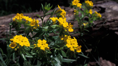 Yellow puccoon flower