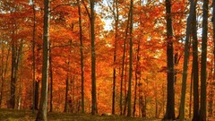 Yellow red autumn forests