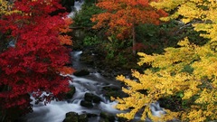 Yellow red autumn orange colors