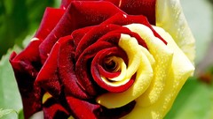 Yellow red roses graphics artwork